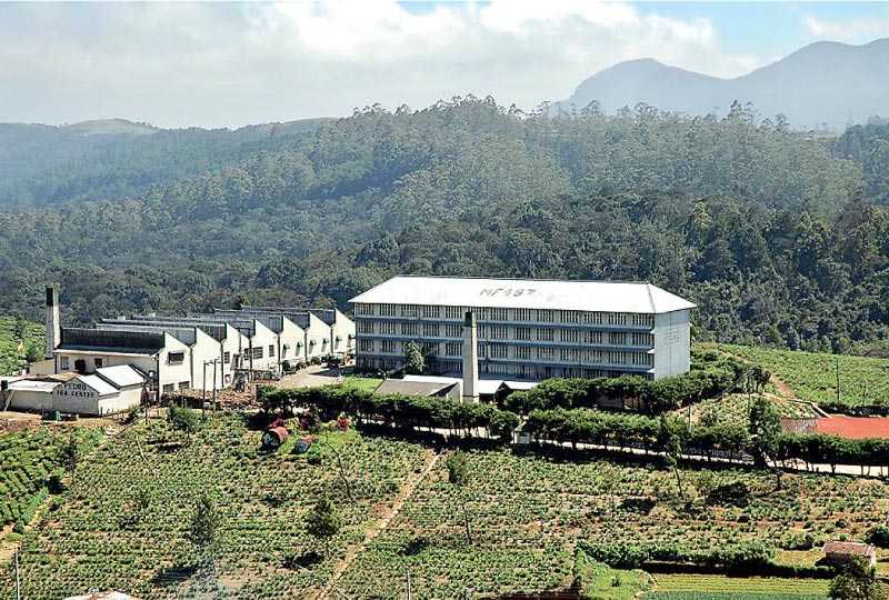 Visit Pedro Tea Estate